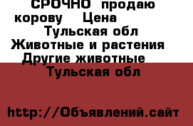 СРОЧНО. продаю корову. › Цена ­ 70 000 - Тульская обл. Животные и растения » Другие животные   . Тульская обл.